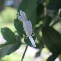 Lonicera japonica Thunb.